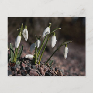 Postal Cartão de Galanthus