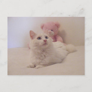 Postal Cartão de Gatinho Dreamy mimado