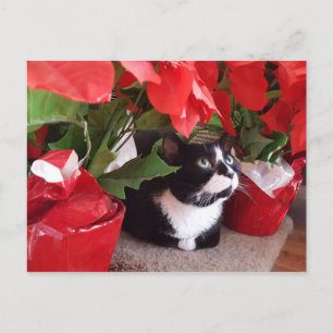 Postal Cartão de gato natalino