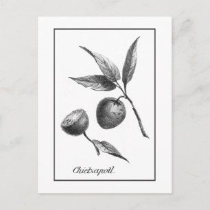 Postal Cartão de gravura de fruta exótica zapote vintage
