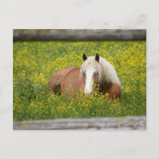 Postal Cartão de Haflinger