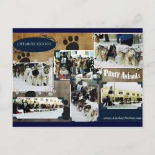 Postal Cartão de Iditarod