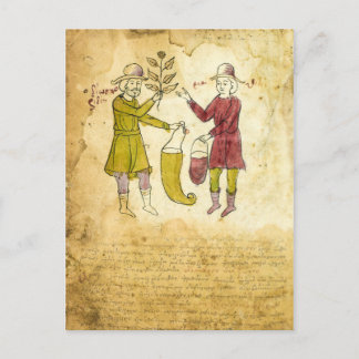 Postal Cartão de ilustração Manuscrito Herbalista Medieva