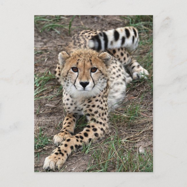 Postal Cartão de Informação Cheetah (Frente)