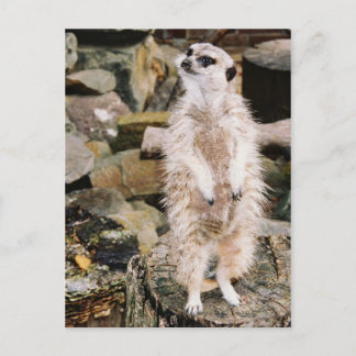 Postal Cartão de Meerkat