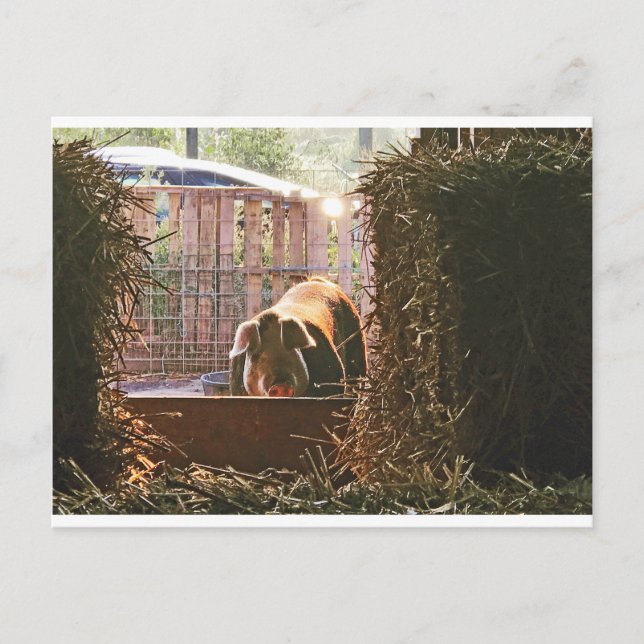 Postal Cartão de Molly o porco (Frente)