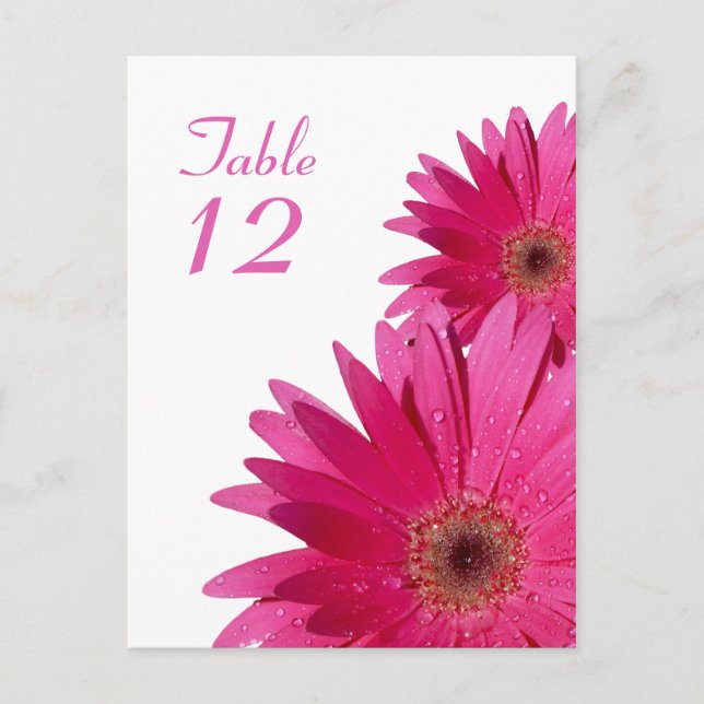 Postal Cartão de Número de Tabela Daisy Gerbera Rosa (Frente)
