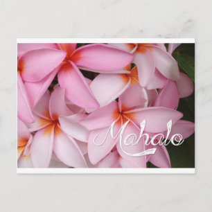 Postal Cartão de Plumeria Rosa Mahalo