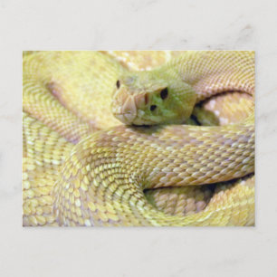 Postal Cartão de Posto Albino Rattlesnake