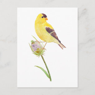 Postal Cartão de posto Americano Goldfinch e Thiste