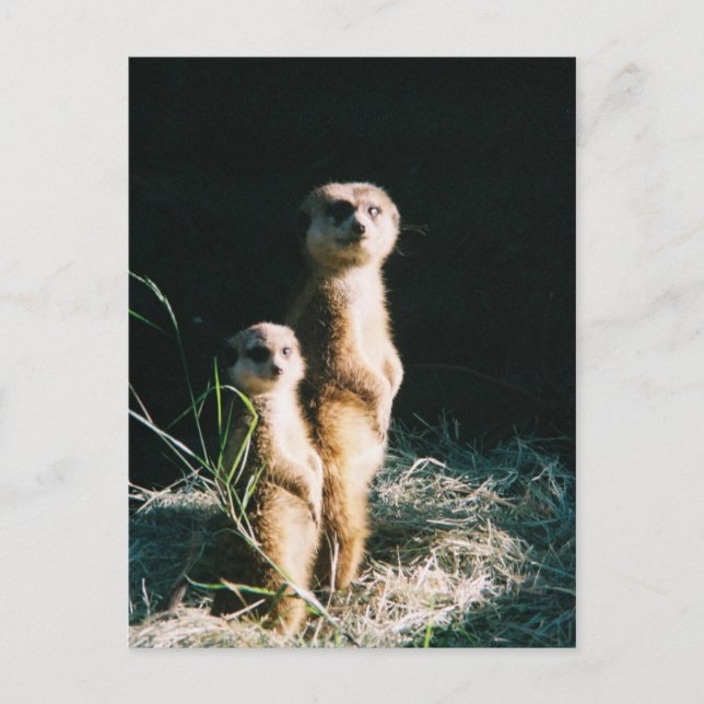 Postal Cartão de Posto Amigos do Meerkat (Frente)