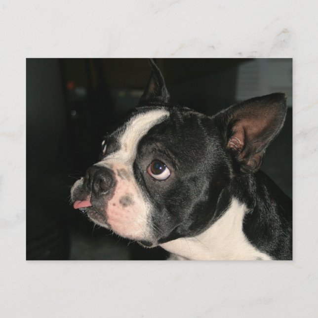 Postal Cartão de Posto Boston Terrier Phhhhhtt! (Frente)