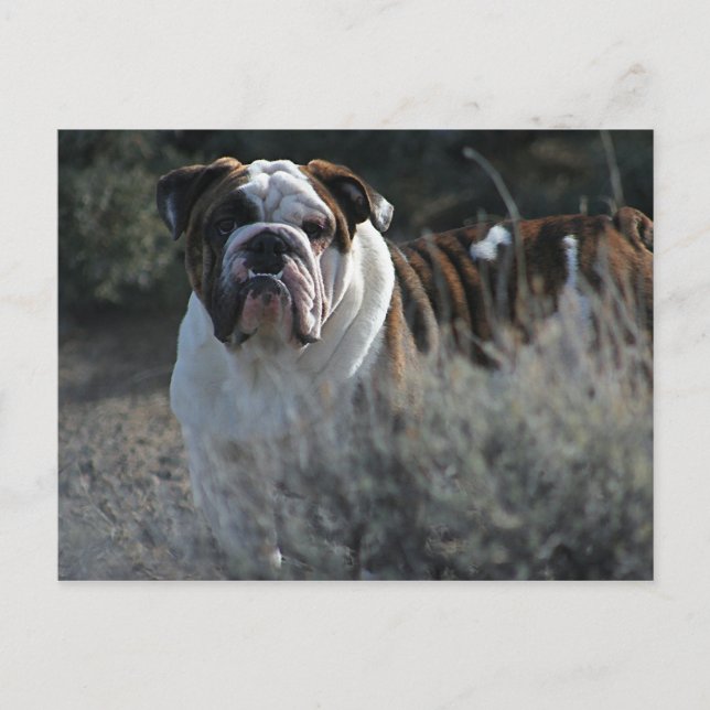 Postal Cartão de Posto Bulldog (Frente)