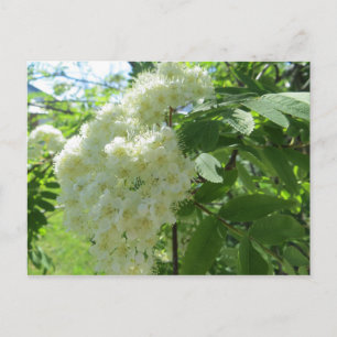 Postal Cartão de posto das flores de Mountain Ash