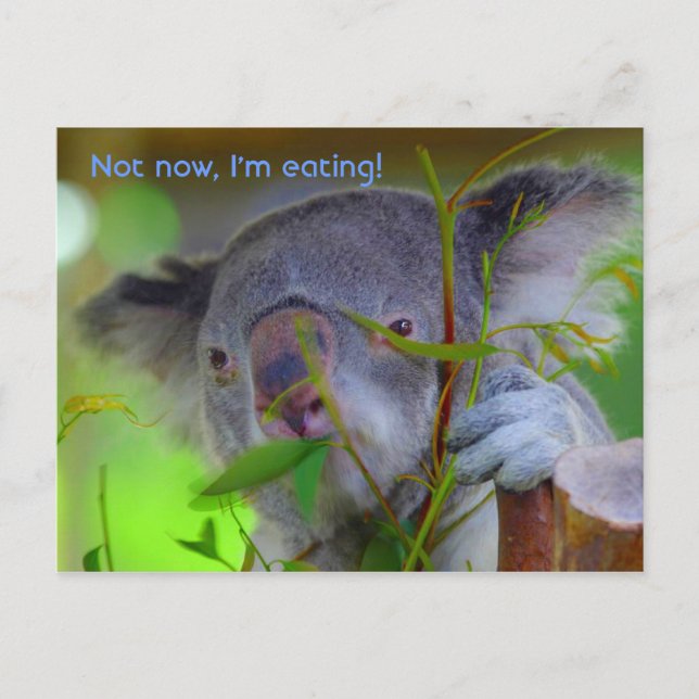 Postal Cartão de Posto de alimentação Koala (Frente)