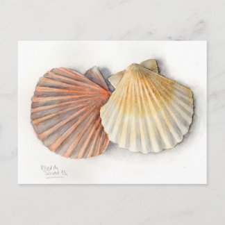 Postal Cartão de Posto de arte fina - Conchas marítimas, 