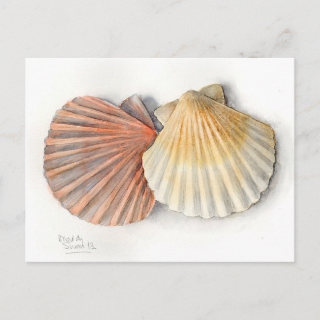 Postal Cartão de Posto de arte fina - Conchas marítimas,  (Frente)