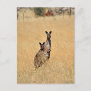 Postal Cartão de Posto de cangurus australiano