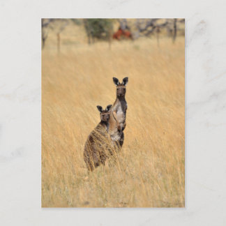 Postal Cartão de Posto de cangurus australiano