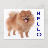 Cartão de Posto de Cão-Cachorro Pomerano