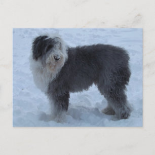 Postal Cartão de Posto de Cão de Neve para Inglês - Cão d