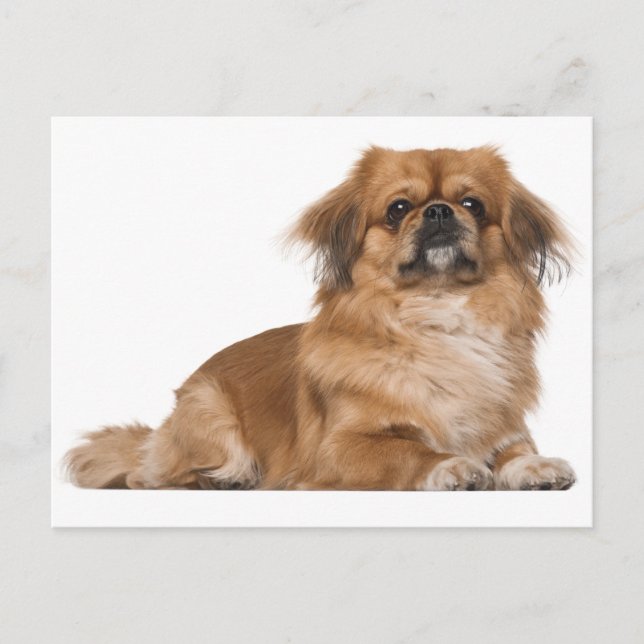 Postal Cartão de Posto de Cão Pupppy Pekingese (Frente)