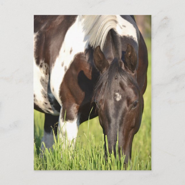 Postal cartão de posto de cavalos (Frente)