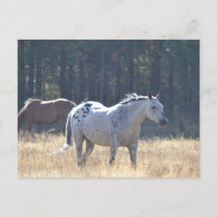 Postal cartão de posto de cavalos