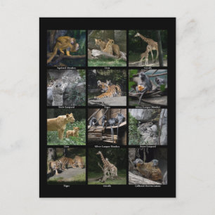 Postal Cartão de Posto de Colagem de Bebês Animal