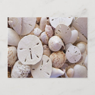 Postal Cartão de Posto de conchas de mar de areia adoráve