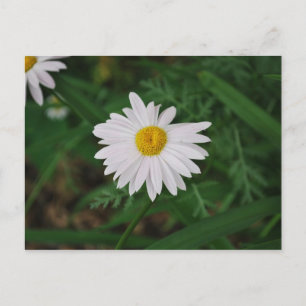 Postal Cartão de Posto de Daisy Wildflower White