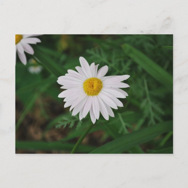 Postal Cartão de Posto de Daisy Wildflower White (Frente)