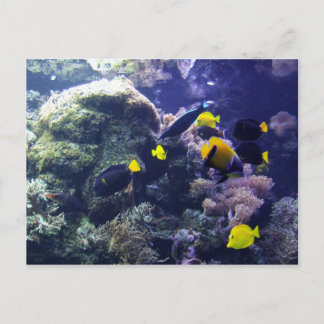 Postal Cartão de Posto de Foto Coral-Reef