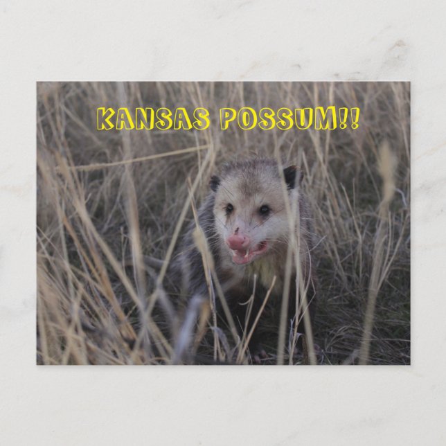 Postal Cartão de Posto de Kansas Possum. (Frente)