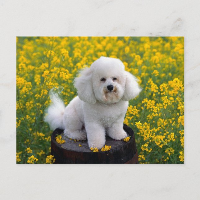Postal Cartão de Posto de Saudação de Vazio de Cachorro B (Frente)