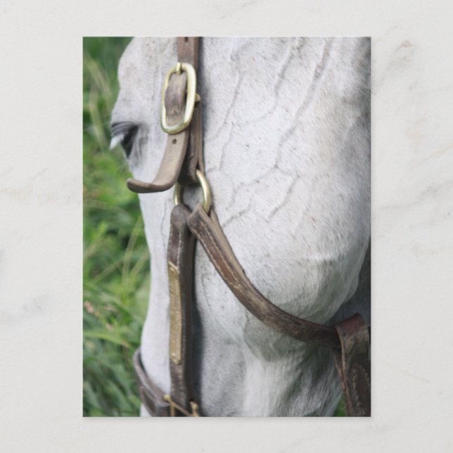 Postal Cartão de Posto de Starlet da Bel (Frente)