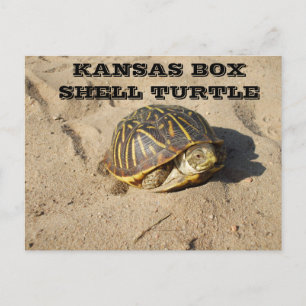Postal Cartão de Posto de Tartaruga de Shell Shell para B
