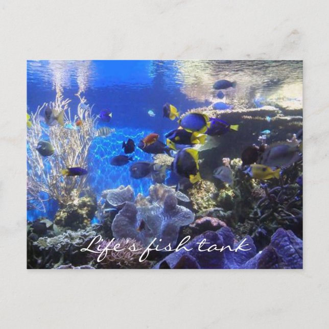Postal Cartão de posto do tanque de peixe 2 (Frente)