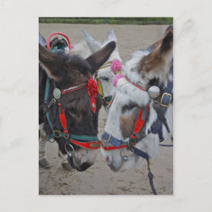 Postal Cartão de Posto Donkeys à margem