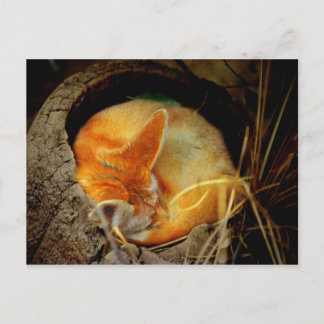 Postal Cartão de Posto Fennec Fox