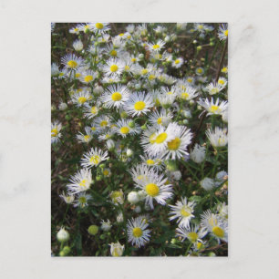 Postal Cartão de Posto Fleabane Daisy