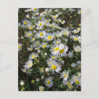 Postal Cartão de Posto Fleabane Daisy