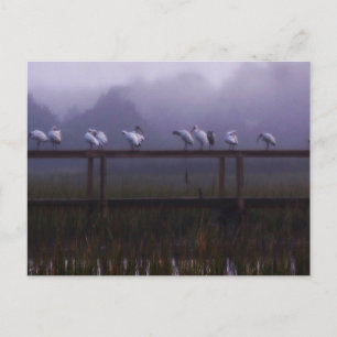 Postal Cartão de Posto Foggy Morning da Ilha de Pawleys