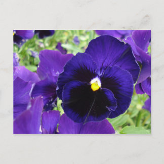 Postal Cartão de posto fotográfico "Flores azuis escuras"