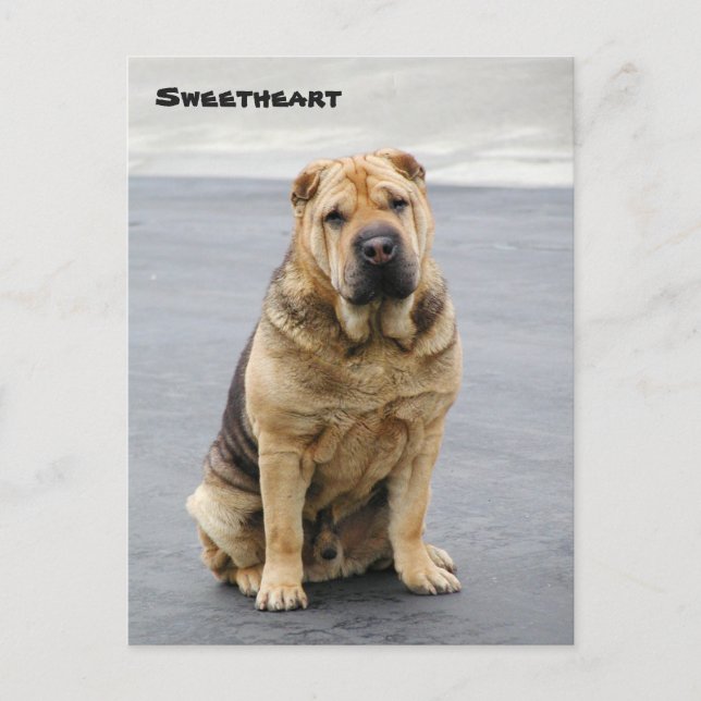 Postal Cartão de Posto Gentle Shar Pei (Frente)