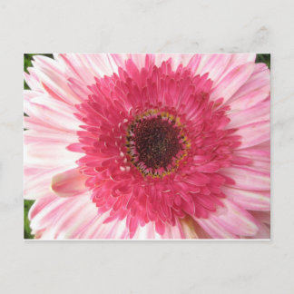 Postal Cartão de Posto Gerbera Daisy