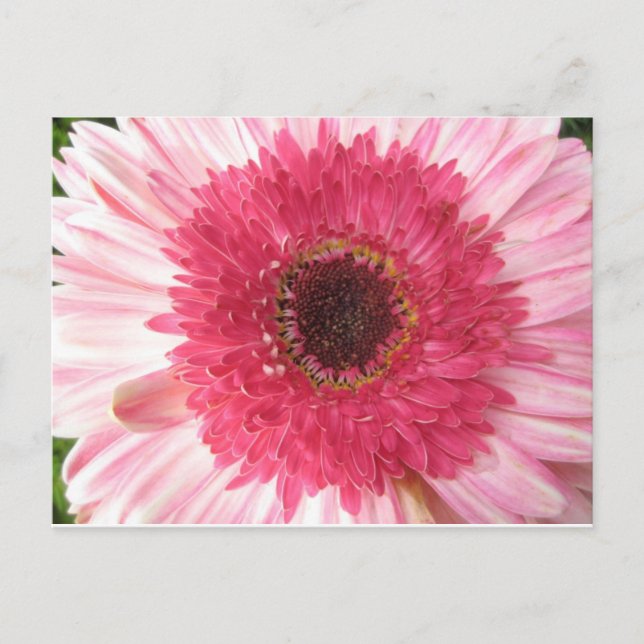 Postal Cartão de Posto Gerbera Daisy (Frente)