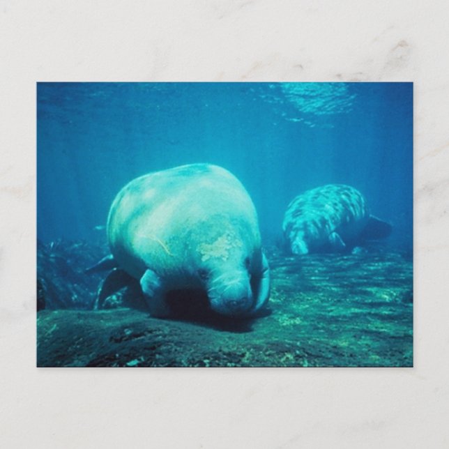 Postal Cartão de Posto Graceful Florida Manatees (Frente)