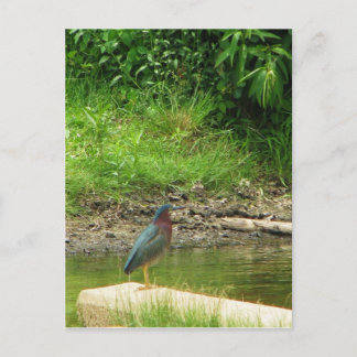 Postal Cartão de Posto Green Heron