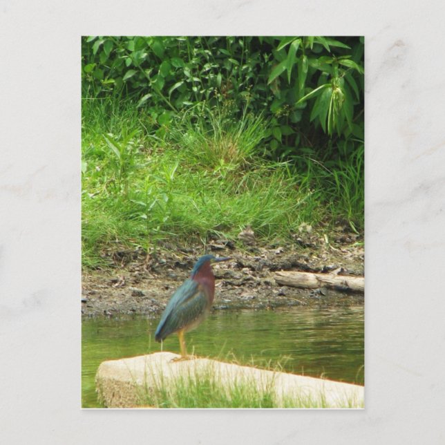 Postal Cartão de Posto Green Heron (Frente)